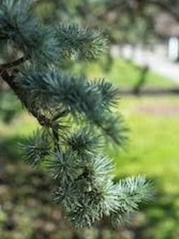 Cedarwood 100% Pure Essential Oil - USA
