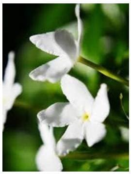 Jasmine 100% Pure Essential Oil - Indian