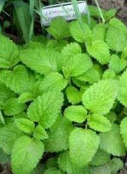 Lemon Balm 100% Pure Essential Oil