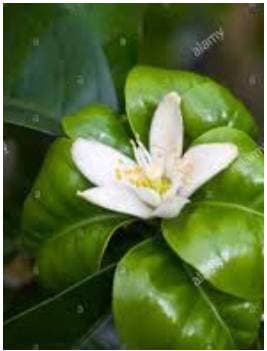 Neroli 100% Pure Essential Oil - India