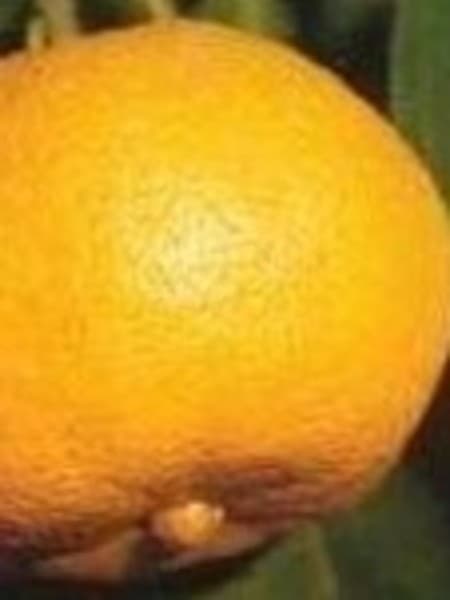 Tangerine 100% Pure Essential Oil 10ml