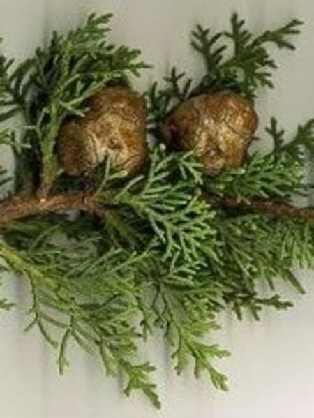 Cypress 100% Pure Essential Oil 10ml