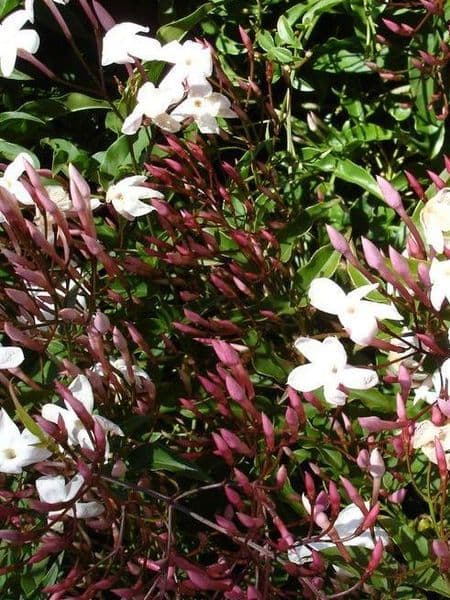 Jasmine 100% Pure Essential Oil - French
