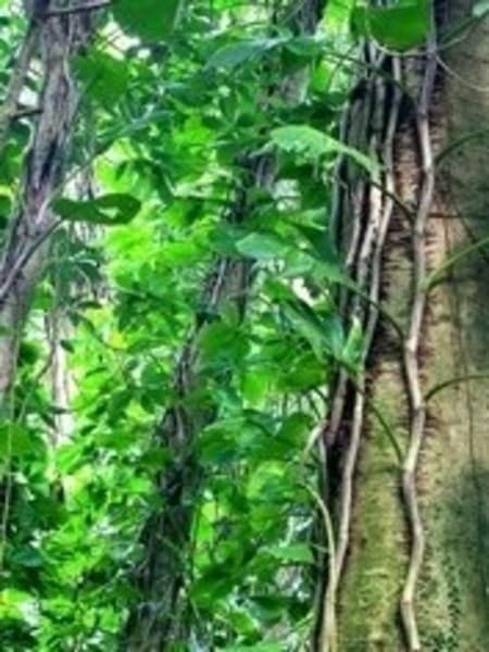 Rosewood 100% Pure Essential Oil 10ml