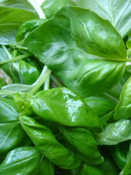 Basil 100% Pure Essential Oil 10ml