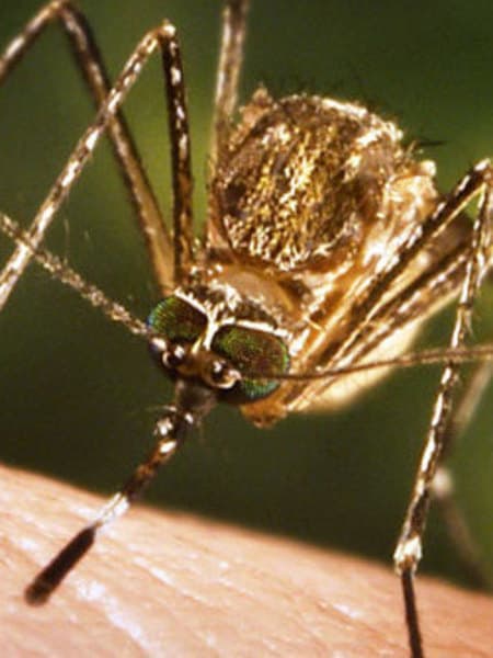 Bug Off Massage Oil