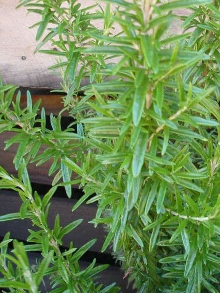 Rosemary 100% Pure Essential Oil 10ml