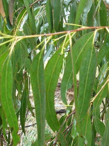 Eucalyptus 100% Pure Essential Oil 10ml