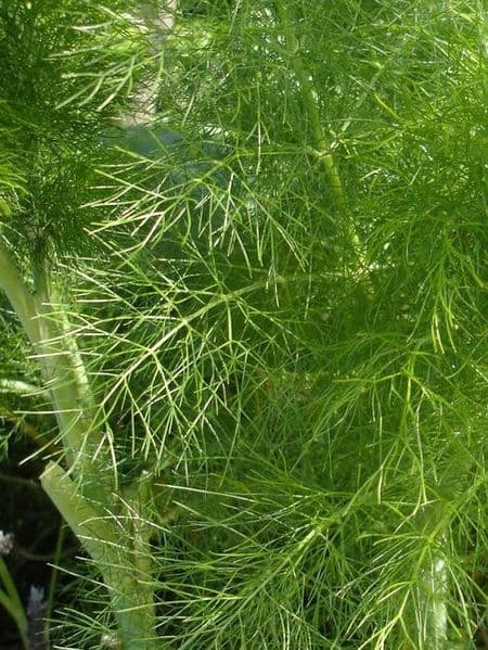Fennel 100% Pure Essential Oil 10ml