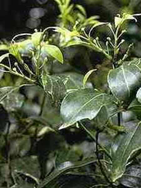 Ravensara 100% Pure Essential Oil