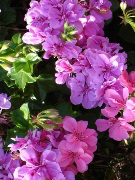 Geranium 100% Pure Essential Oil