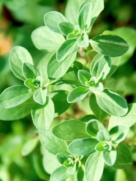 Marjoram 100% Pure Essential Oil