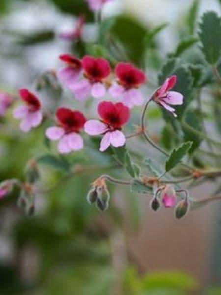 Peppermint Geranium 100% Pure Essential Oil 10ml