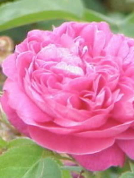 Rose 100% Pure Essential Oil - Morocco