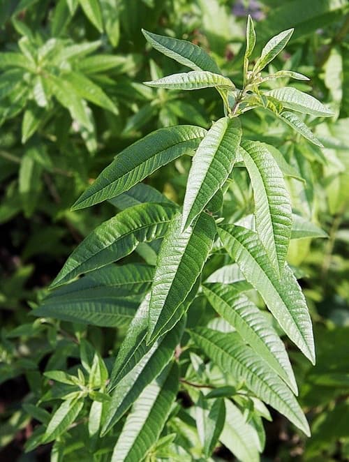 Verbena 100% Pure Essential Oil