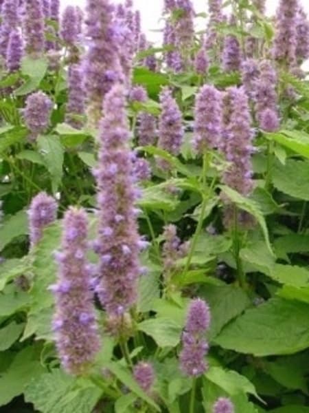 Patchouli 100% Pure Essential Oil 10ml