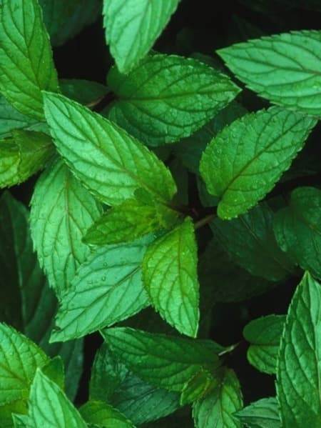 Peppermint 100% Pure Essential Oil 10ml