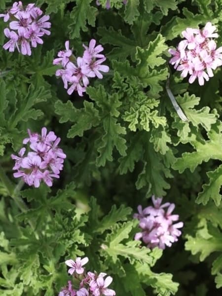 Rose Geranium 100% Pure Essential Oil