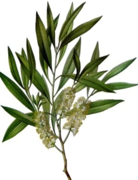 Tea Tree 100% Pure Essential Oil 10ml
