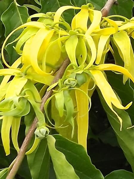 Ylang Ylang 100% Pure Essential Oil