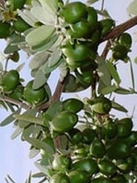 Jojoba
