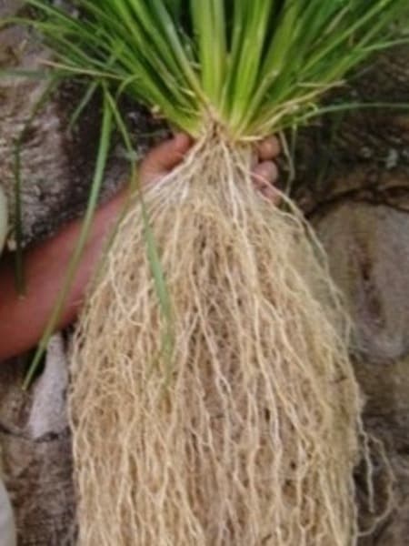 Vetiver 100% Pure Essential Oil