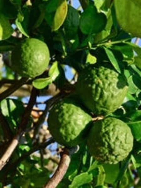 Bergamot 100% Pure Essential Oil 10ml