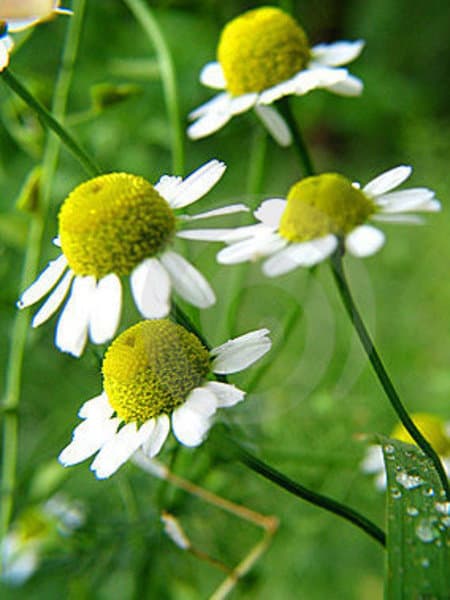 Chamomile Roman 100% Pure Essential Oil