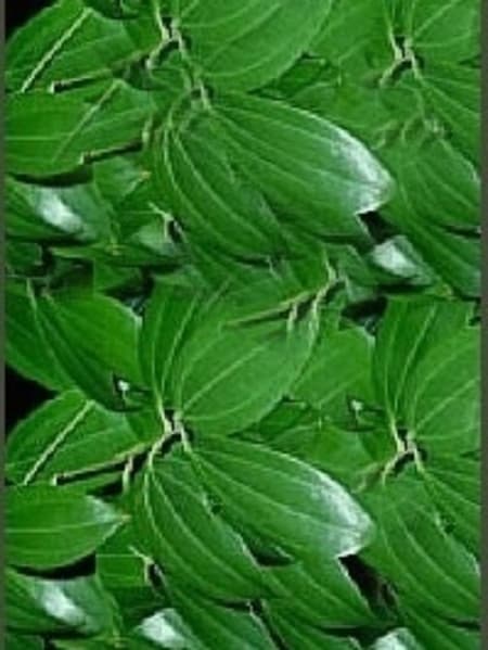 Cinnamon Leaf 100% Pure Essential Oil 10ml