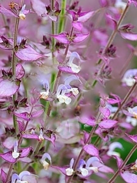 Clary Sage 100% Pure Essential Oil 10ml