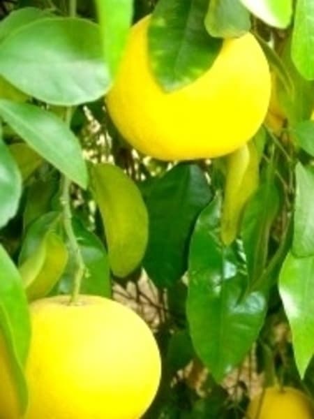 Grapefruit 100% Pure Essential Oil 10ml