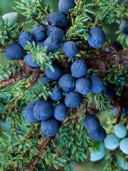 Juniper Berry 100% Pure Essential Oil 10ml