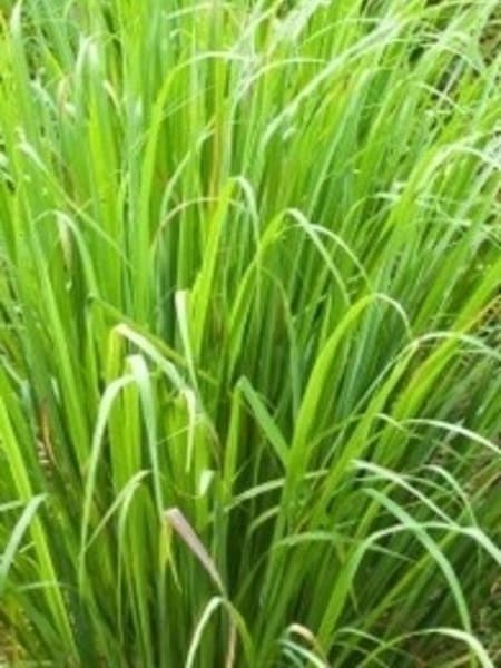 Lemongrass 100% Pure Essential Oil 10ml