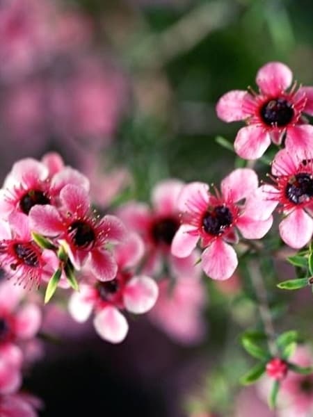 Manuka 100% Pure Essential Oil