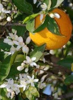 Fleurs d'Oranger 100% Pure Essential Oil