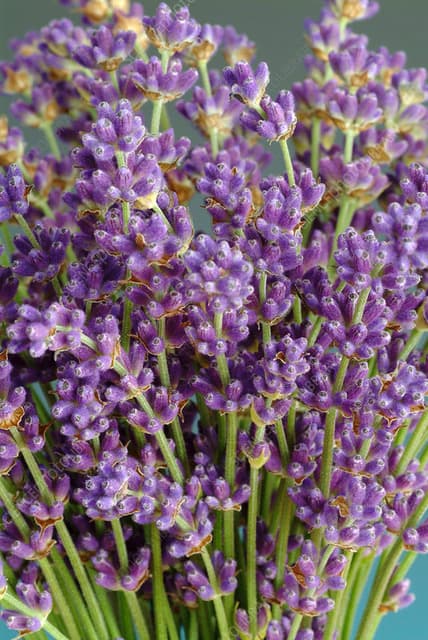 Lavender 100% Pure Essential Oil - French