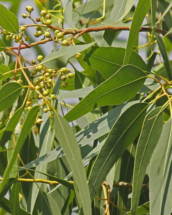 Lemon Eucalyptus 100% Pure Essential Oil 10ml